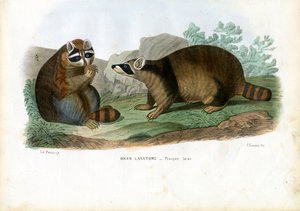 Mapache, 1863-79